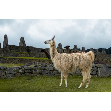 Cusco Soñador 04 Días - 03 Noches